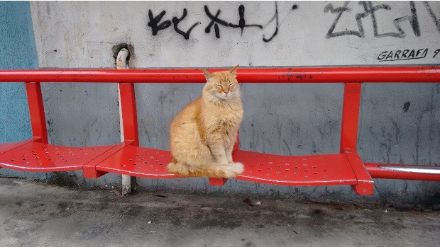 Monólogo felino - Neônio