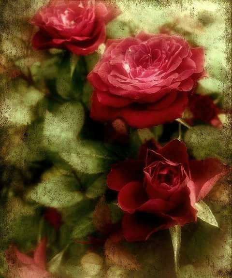 Escritora Margia Azevedo - Rosa vermelha